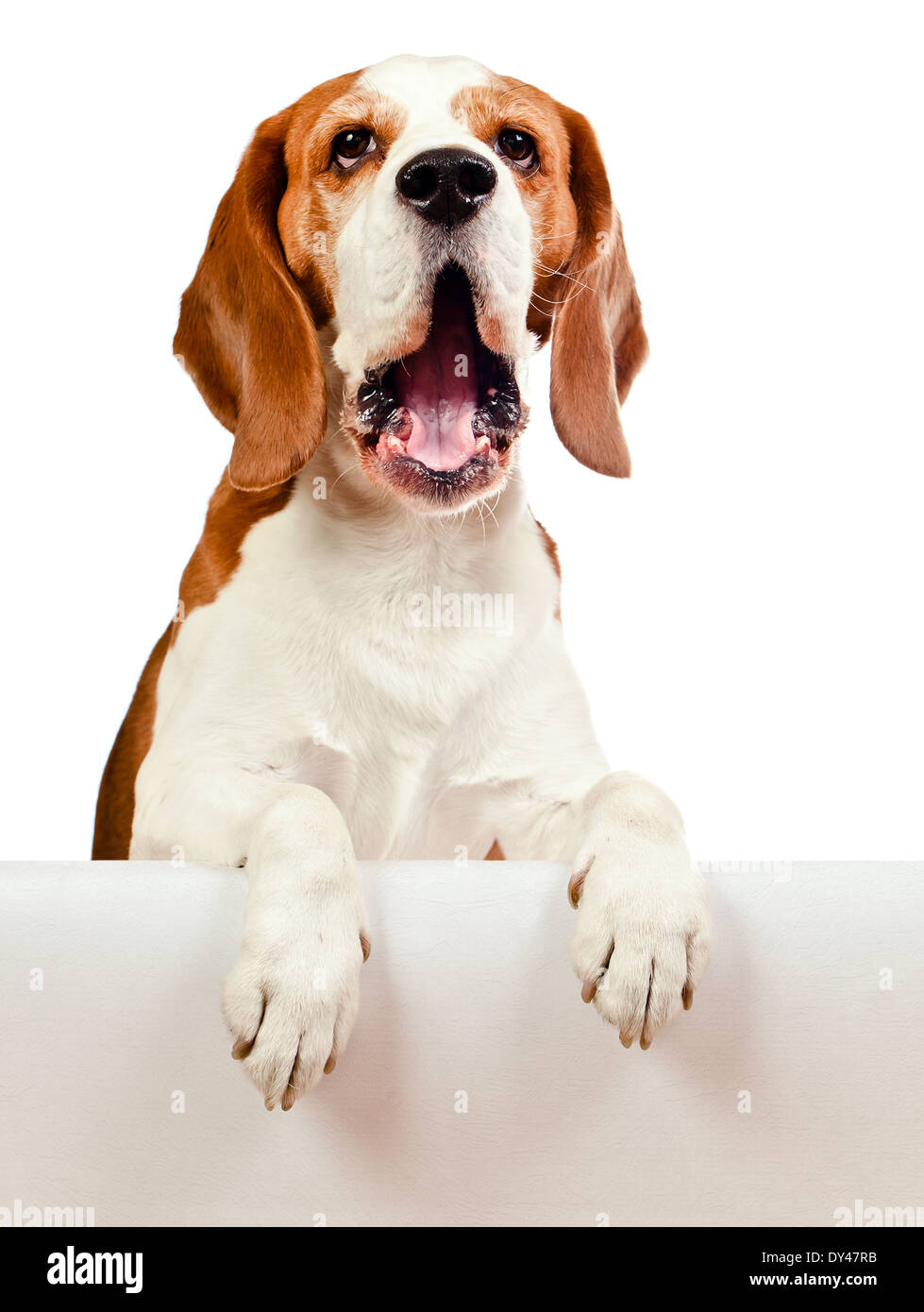 cute beagle isolated on a white background Stock Photo - Alamy