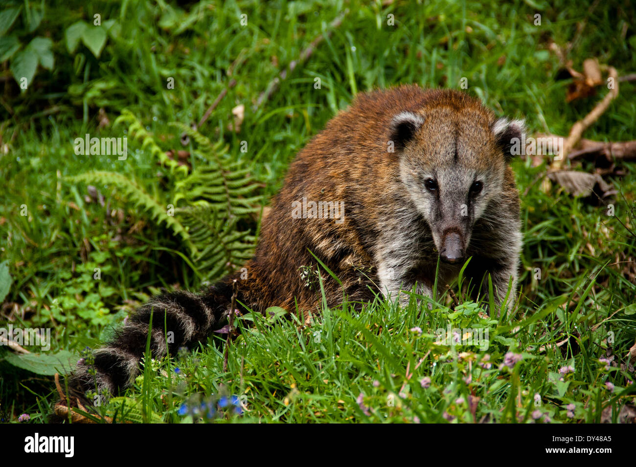 Coati at the Cocora valley, Colombia Stock Photo