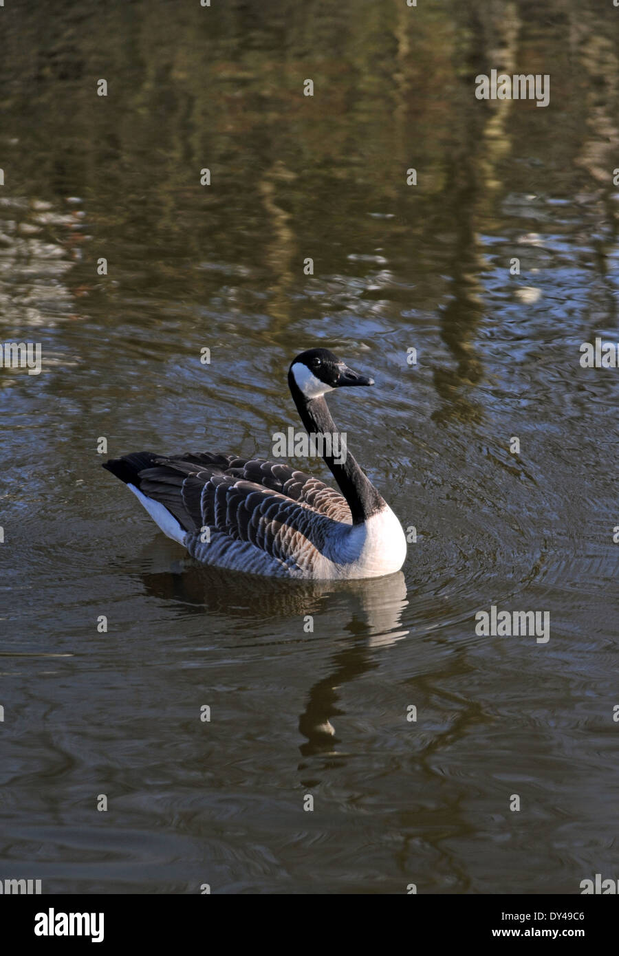 Canada Geese Branta canadensis goose UK Stock Photo Alamy