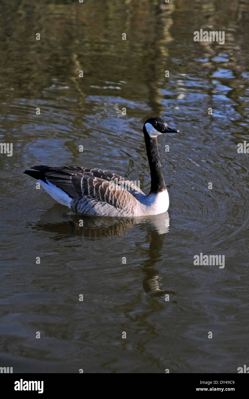 Canada Geese Branta canadensis goose UK Stock Photo - Alamy