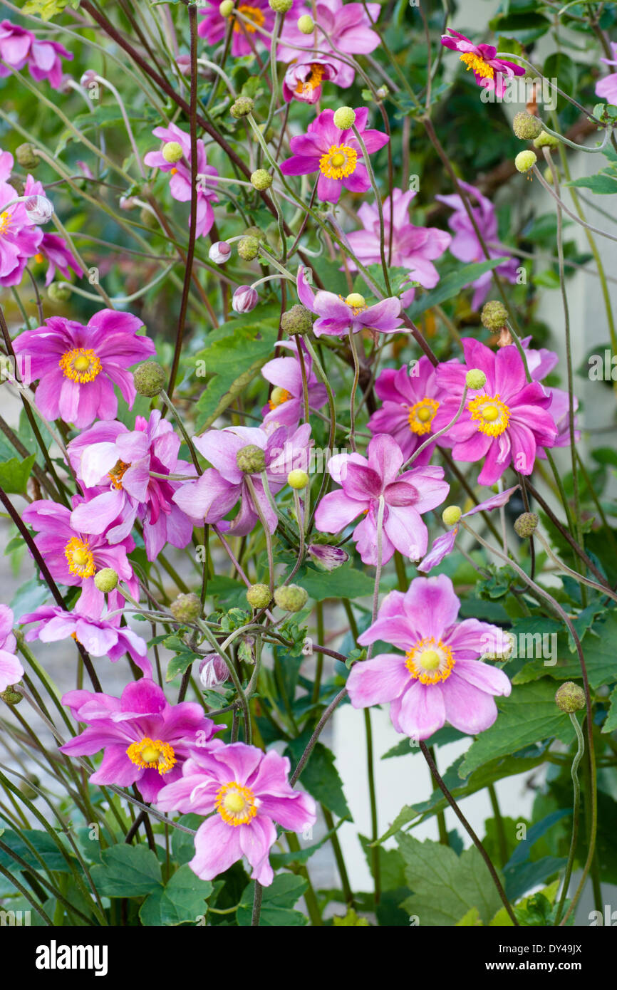 Flowers of the Japanese anemone, Anemone x hybrida 'Queen Charlotte