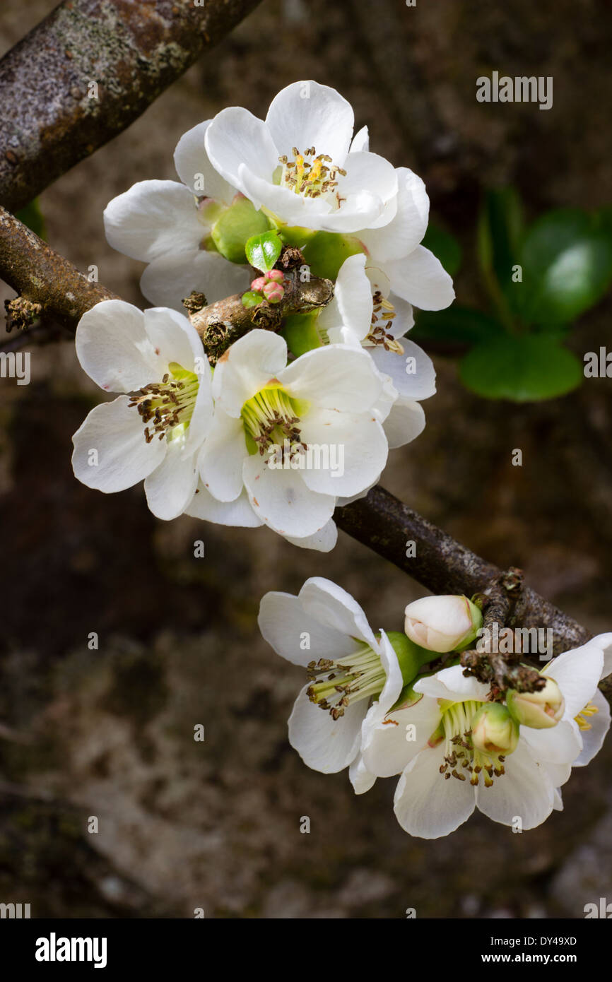 White spring flowers of the Japanese quince, Chaenomeles speciosa 'Nivalis' Stock Photo