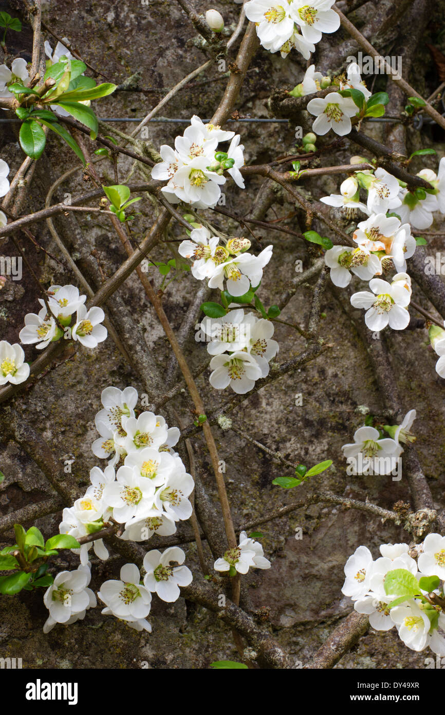 White spring flowers of the Japanese quince, Chaenomeles speciosa 'Nivalis', trained against a wall. Stock Photo