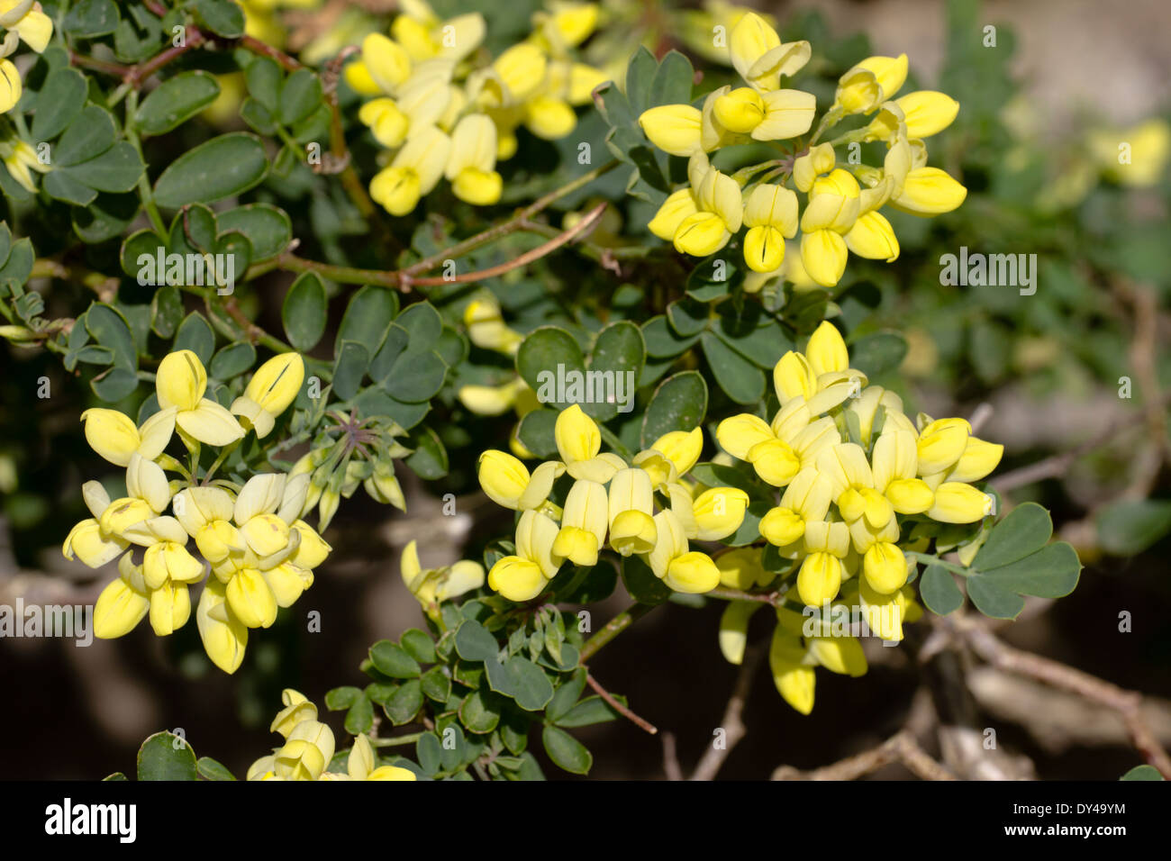 Fragrant yellow blooms of the long flowering shrubby Coronilla valentina subsp glauca Stock Photo