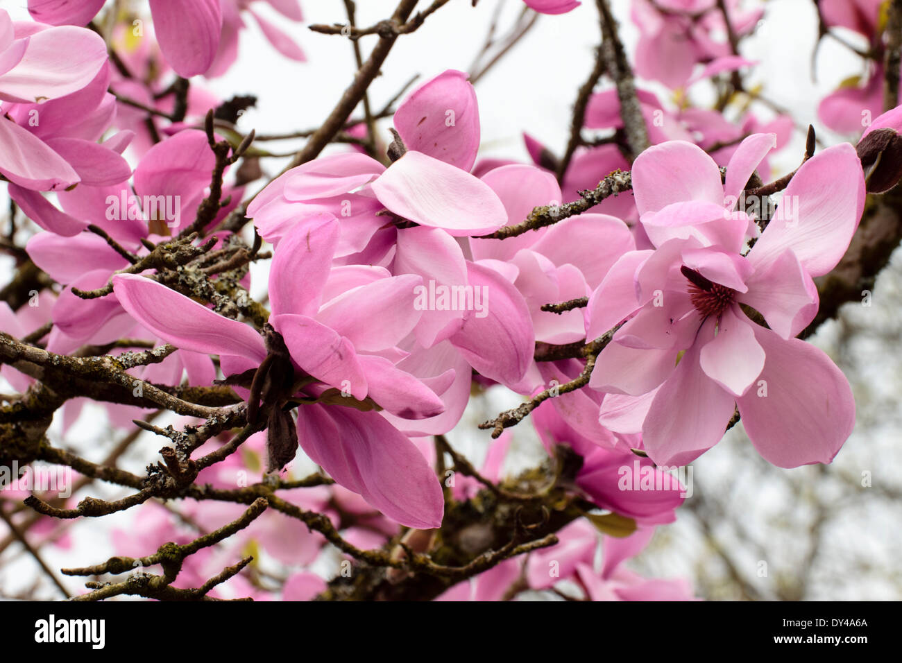 Massed flowers of the spring flowering Magnolia sprengeri var diva 'Burncoose Purple' Stock Photo