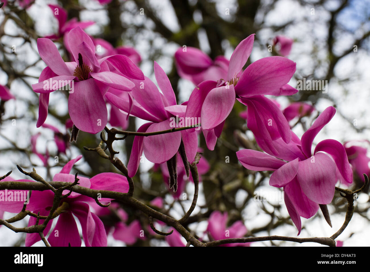 Massed flowers of the spring flowering Magnolia sprengeri var diva 'Lanhydrock' Stock Photo