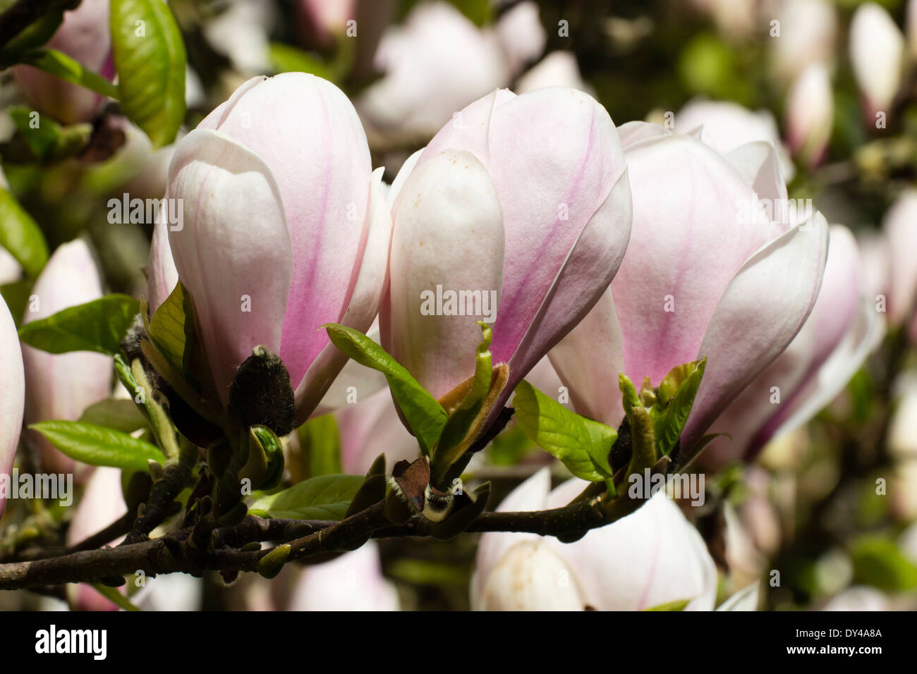 Flowers of the tree Magnolia 'Sundew' in a Cornish garden Stock Photo