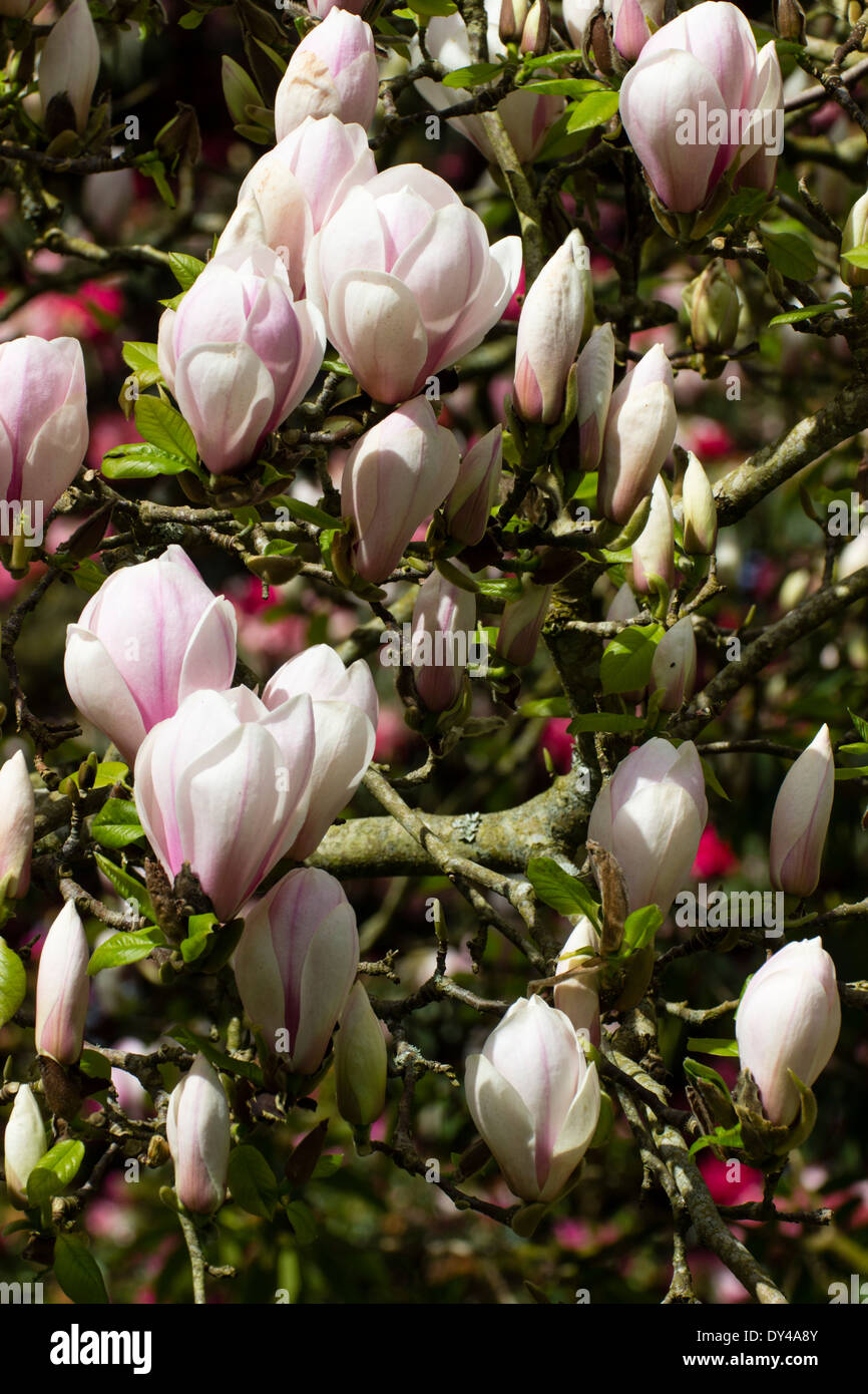 Flowers of the small tree Magnolia 'Sundew' in a Cornish garden Stock Photo