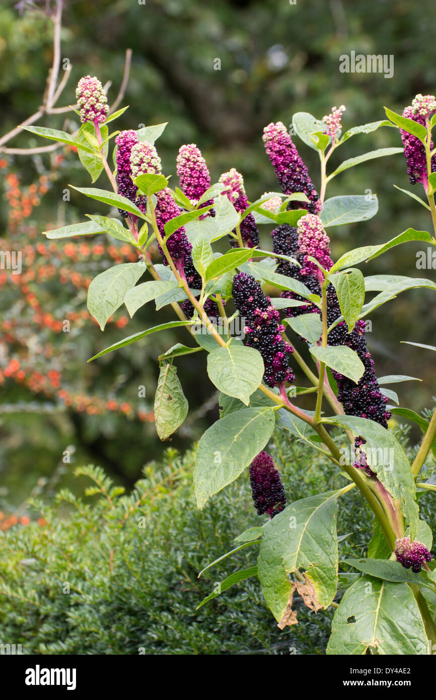 Autumn fruits of the pokeweed, Phytolacca americana Stock Photo