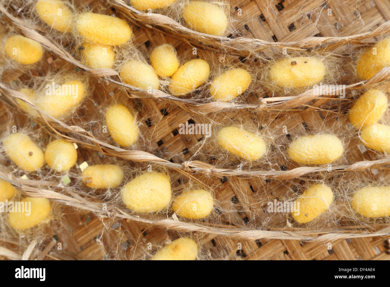 group of yellow silk worm cocoons nests Stock Photo