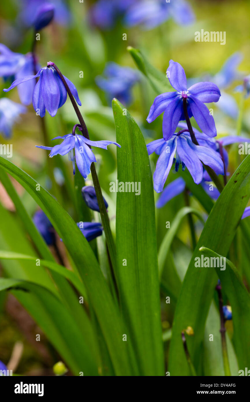 Blue flowers of the spring bulb, Scilla siberica Stock Photo - Alamy