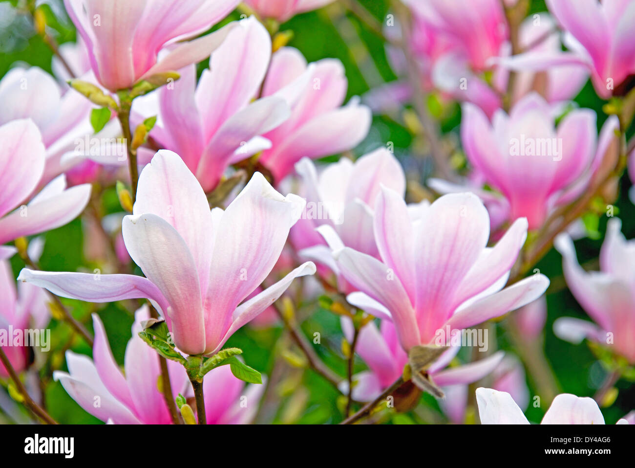 Beautiful blooming magnolia tree in the spring Stock Photo