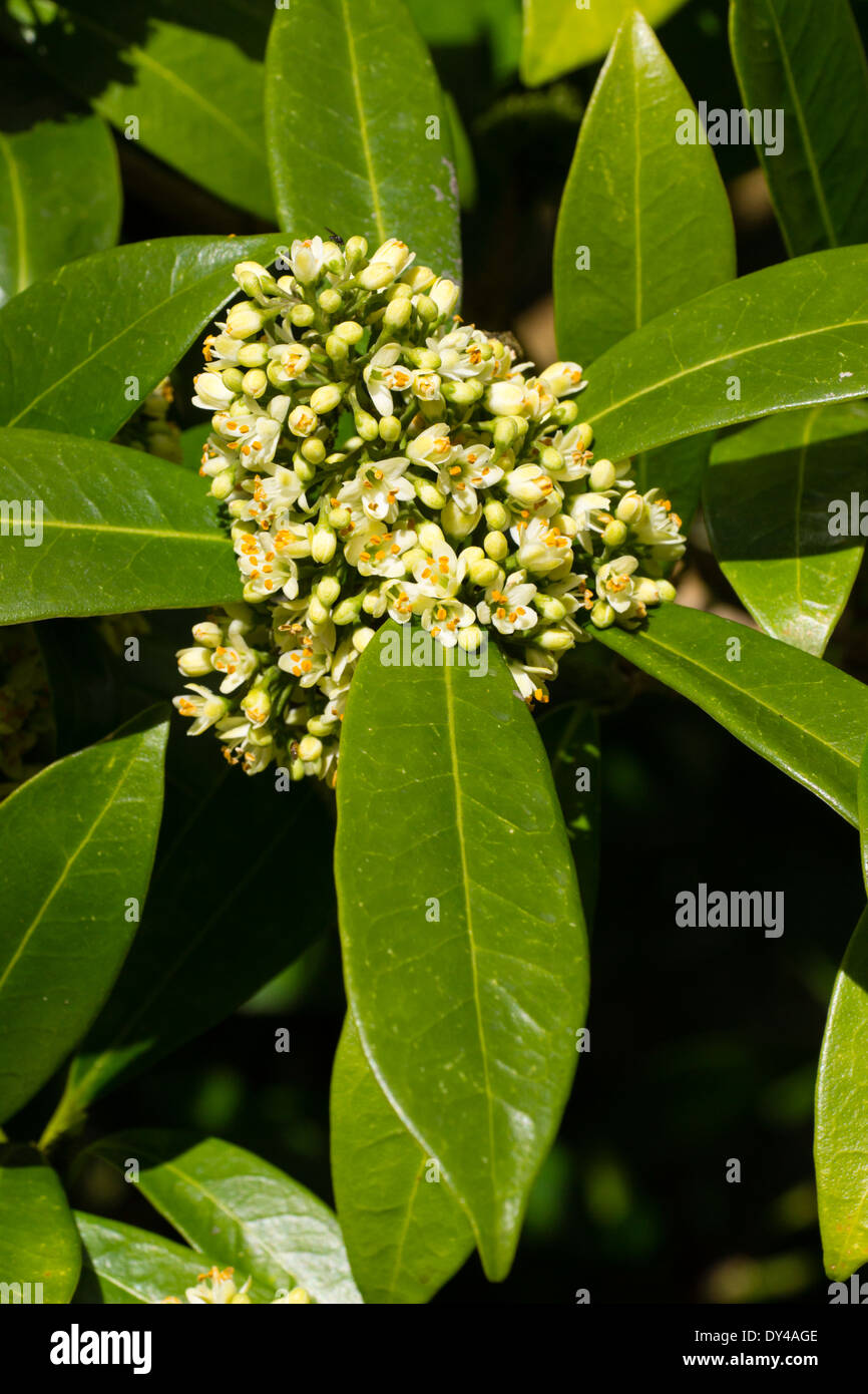 Flower head of the highly fragrant evergreen, Skimmia x confusa 'Kew Green' Stock Photo