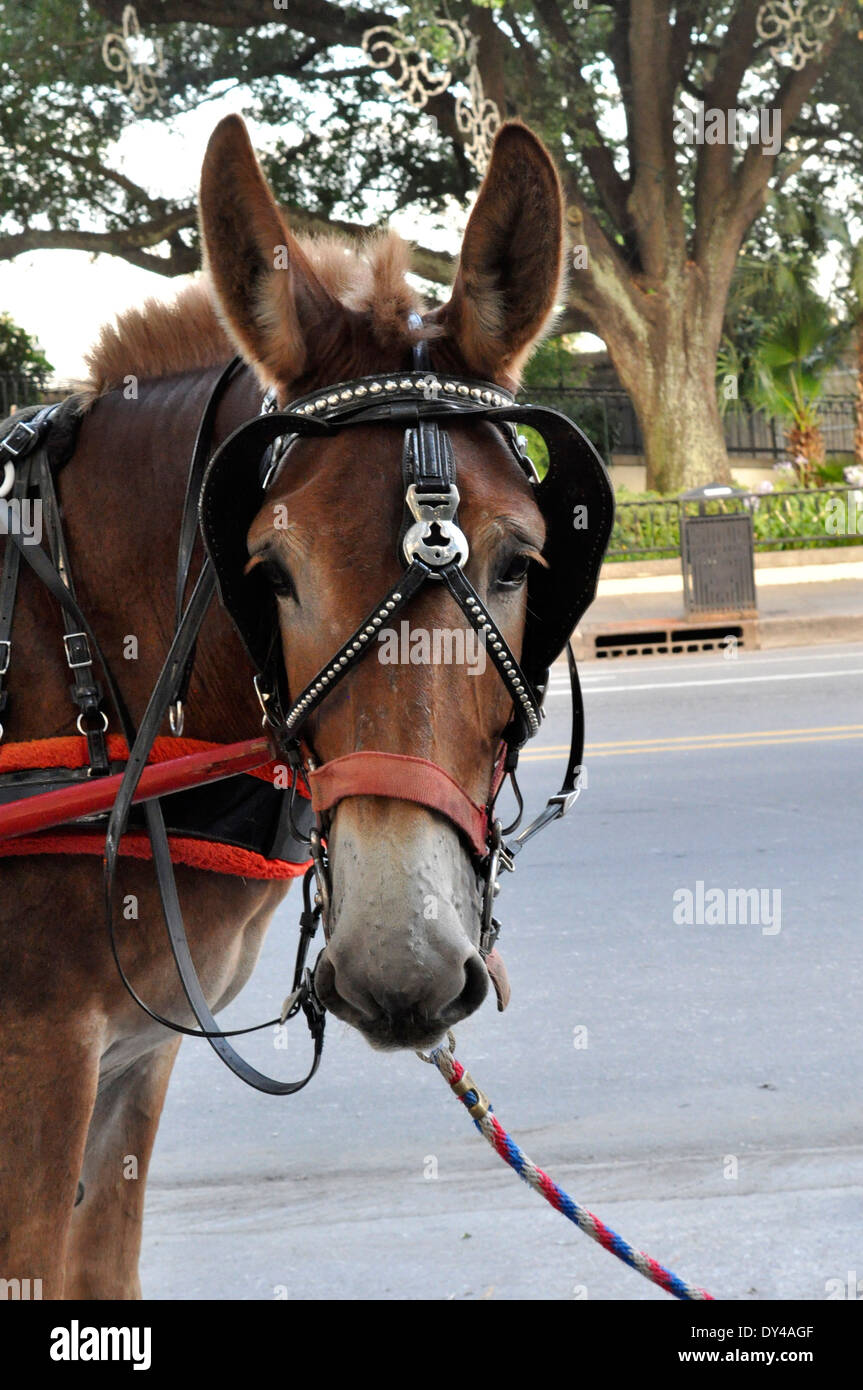 Mule head shot in harness Stock Photo - Alamy