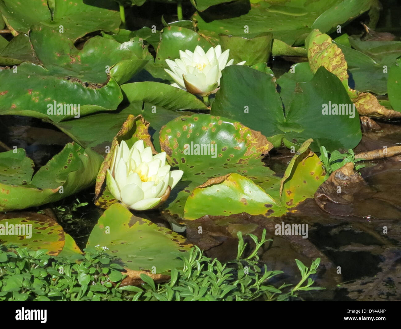 Two flowering water lilies in a pond Stock Photo