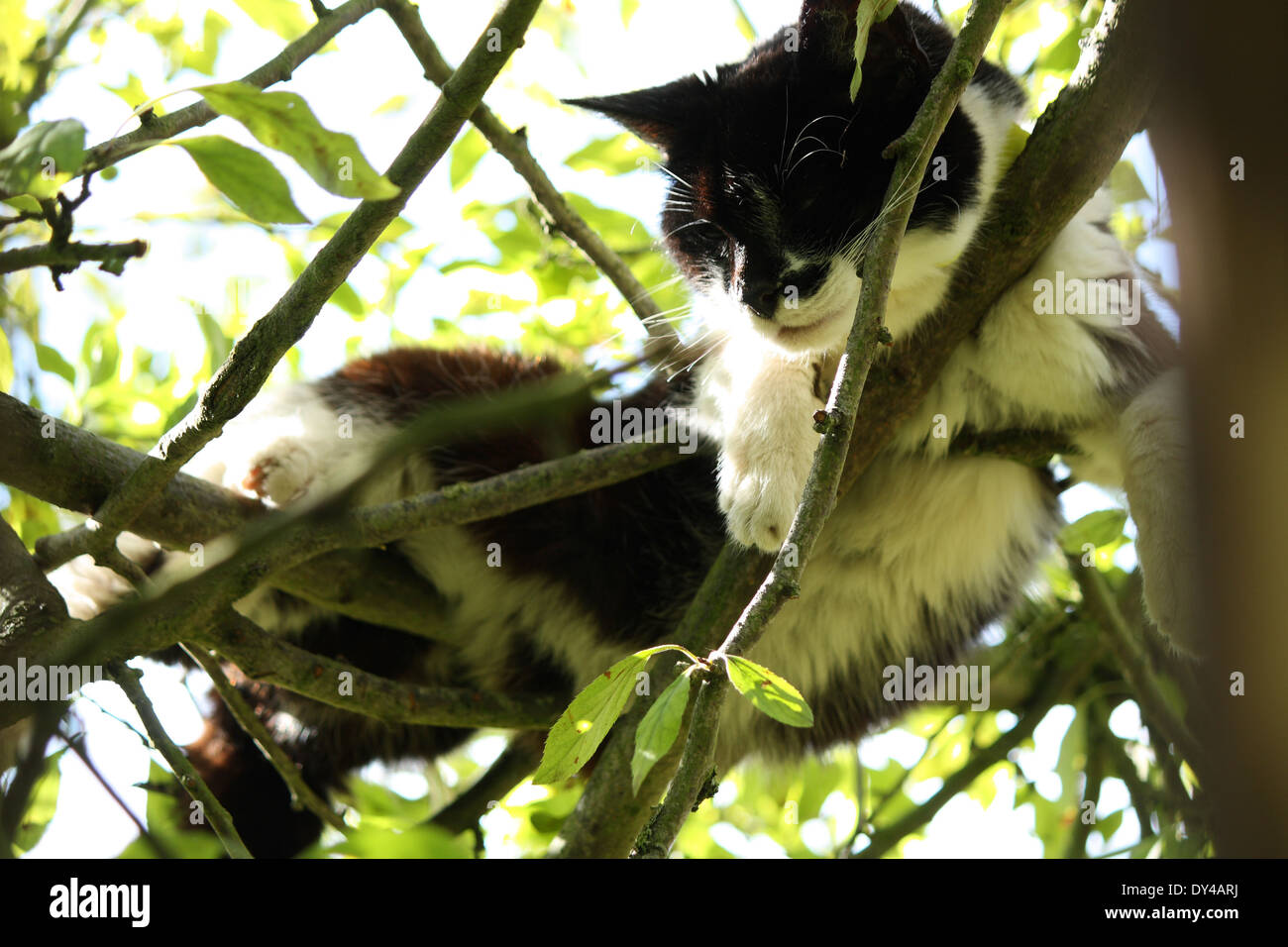 Cat sleeping in a tree Stock Photo Alamy