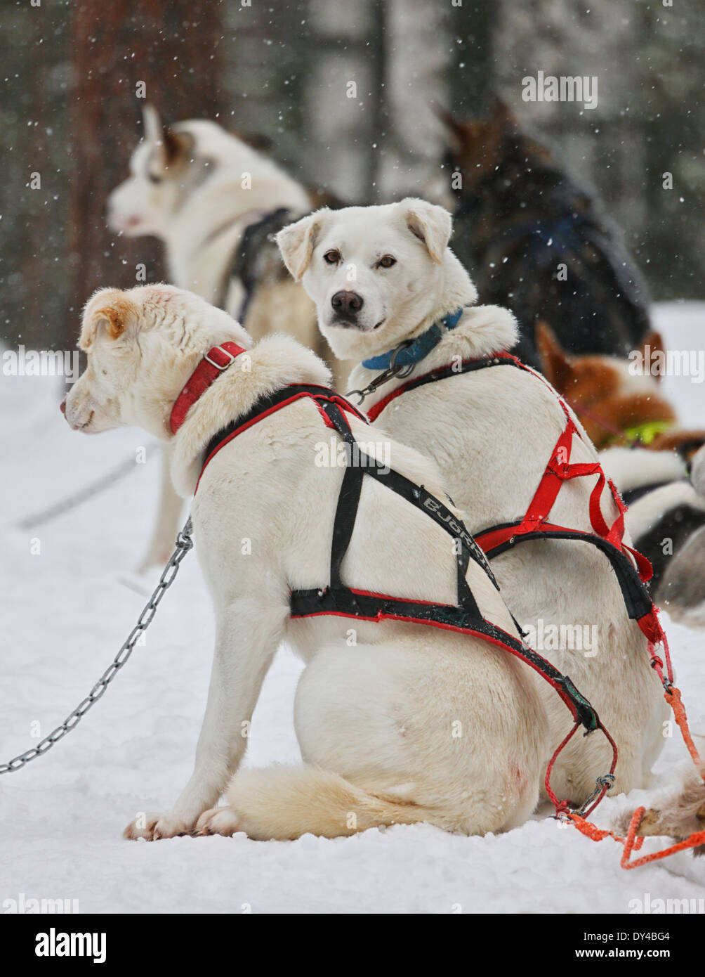 Husky dogs, Lapland Stock Photo