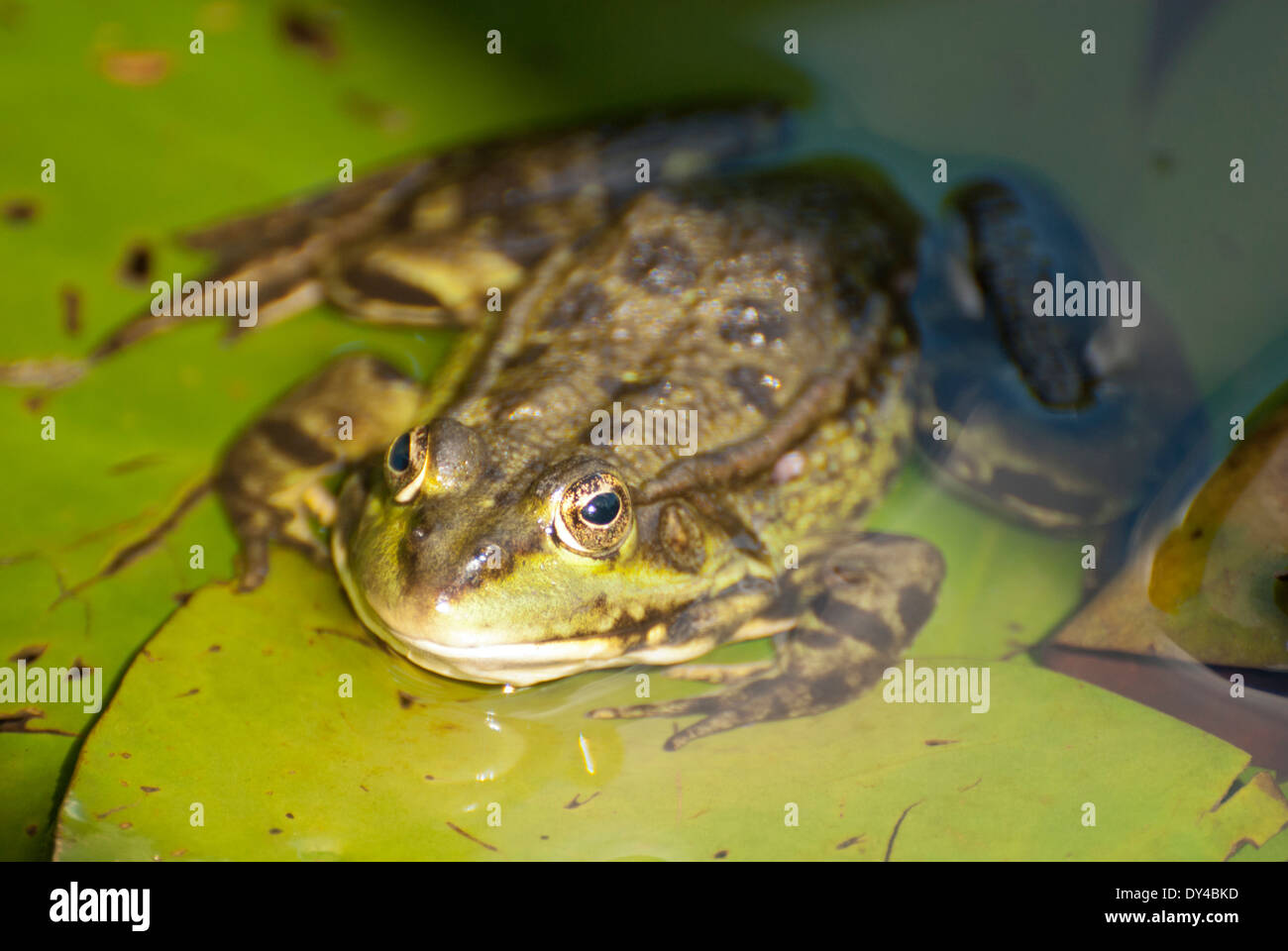 Marsh frog half in shadow Stock Photo