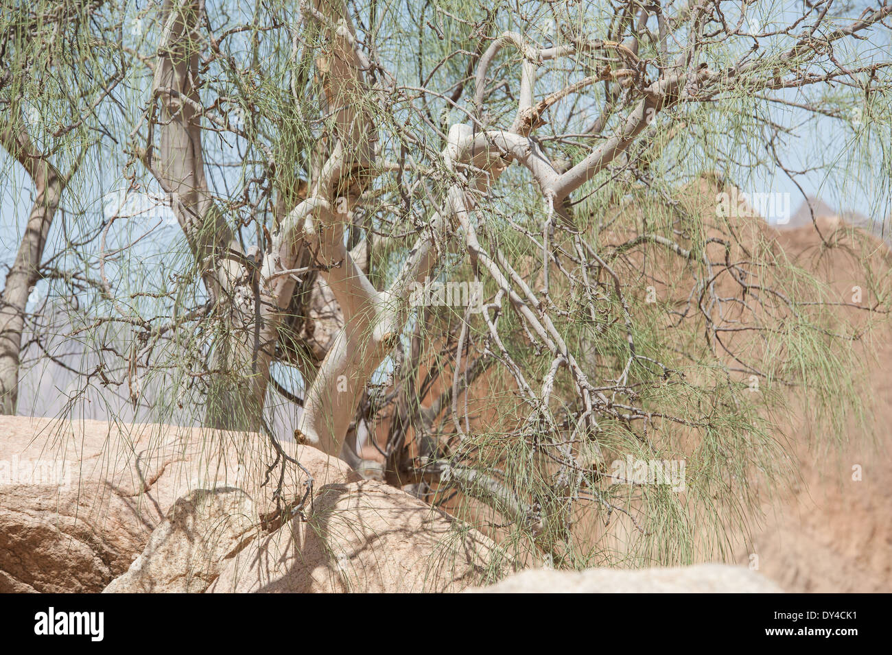 Desert ironwood tree Olneya tesota growing in an arid environment