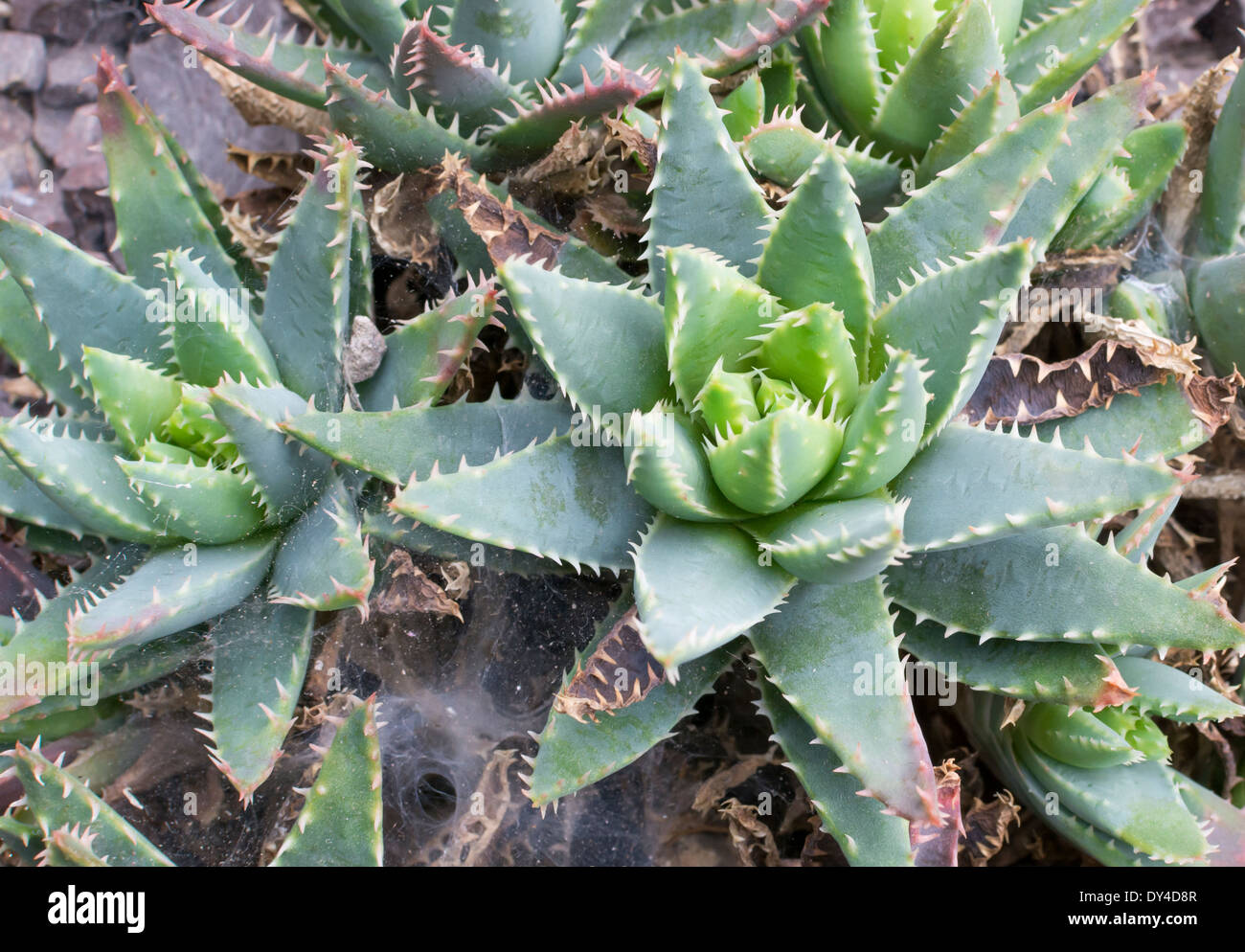 Aloe plant with short leaves - Aloe brevifolia. Aloe brevifolia on the ground. Stock Photo