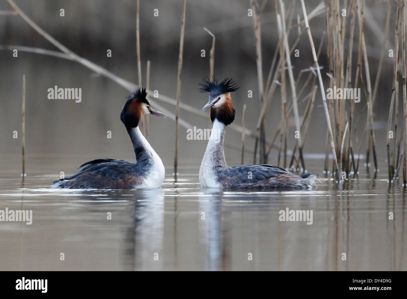 Great-crested grebe, Podiceps cristatus, two birds on water, Shropshire, March 2014 Stock Photo