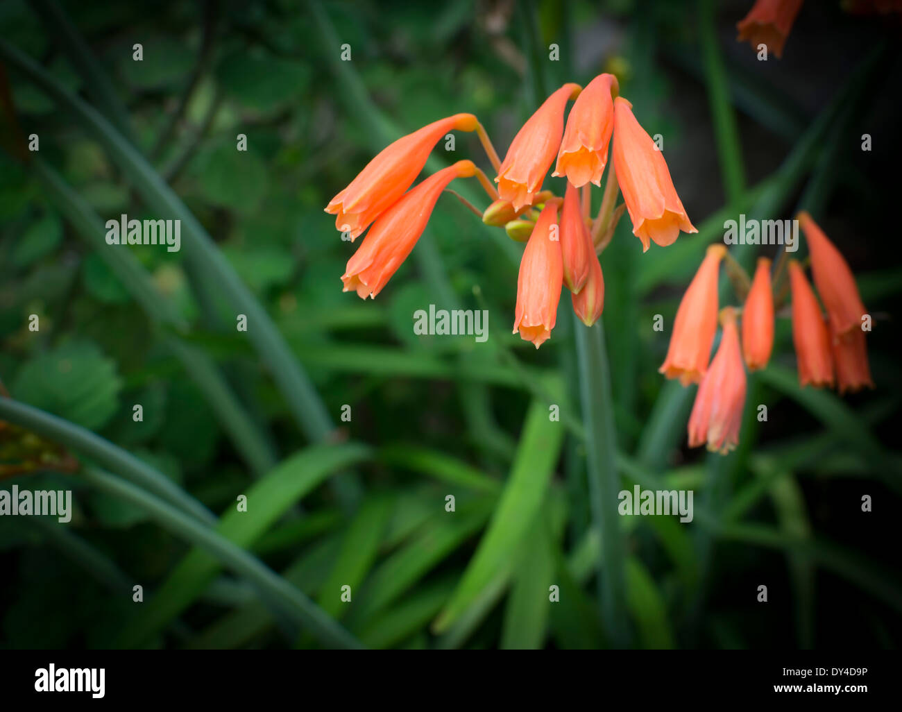 Dobo lily, native of South Africa. Stock Photo
