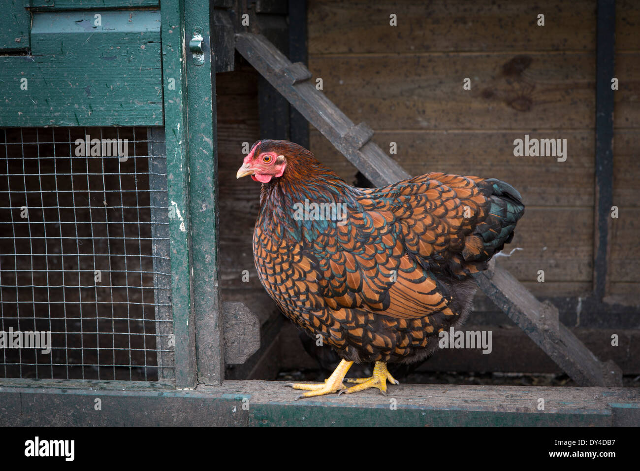 Chicken in a chicken coop Stock Photo
