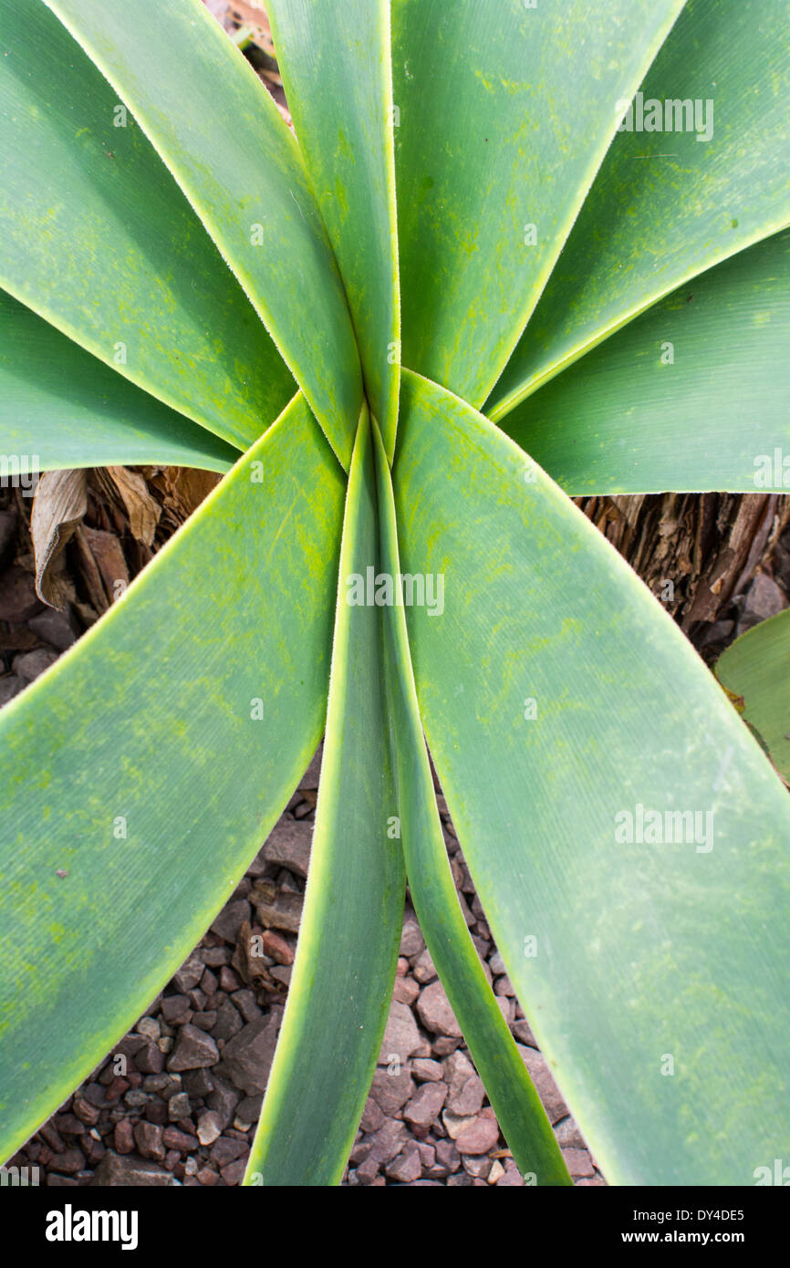 Amaryllis leaves abstract. Long lines of amaryllis leaves on gravel ground, vertical image. Stock Photo