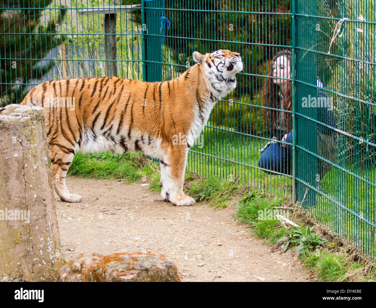 Aysha the tiger greets Wildlife Photographer and naturalist Megan McCubbins at the Isle of Wight Zoo, Sandown, UK Stock Photo