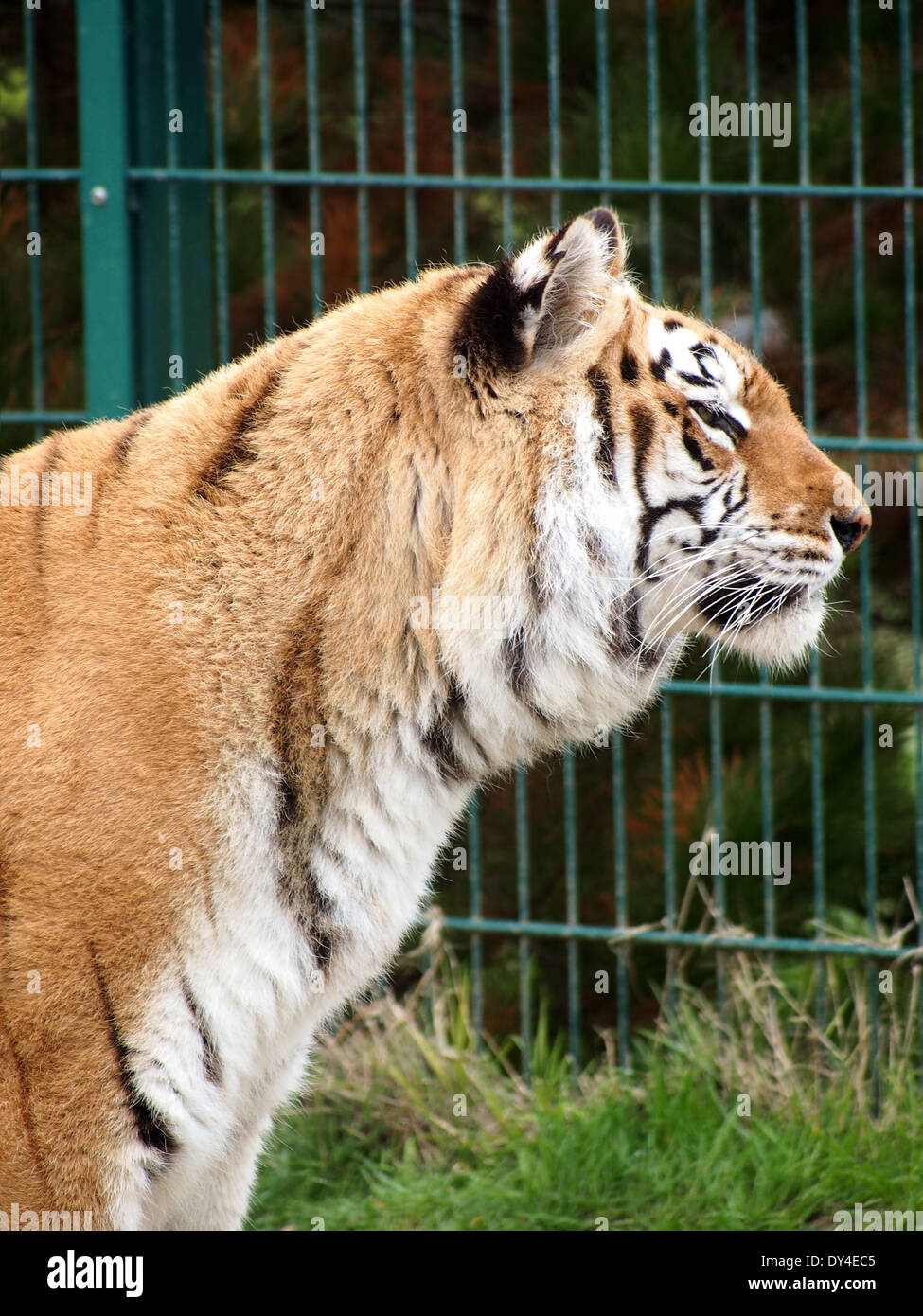 Aysha, A captive tiger homed at the Isle of Wight zoo, Sandown, England Stock Photo