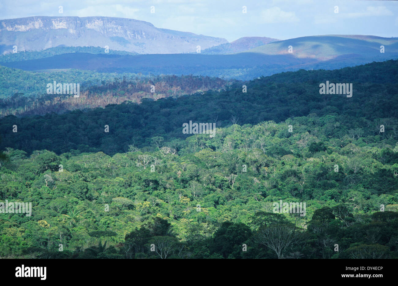 Mount Roraima, beautiful landscape, primary tropical rainforest, Amazon, Brazil, South America Stock Photo