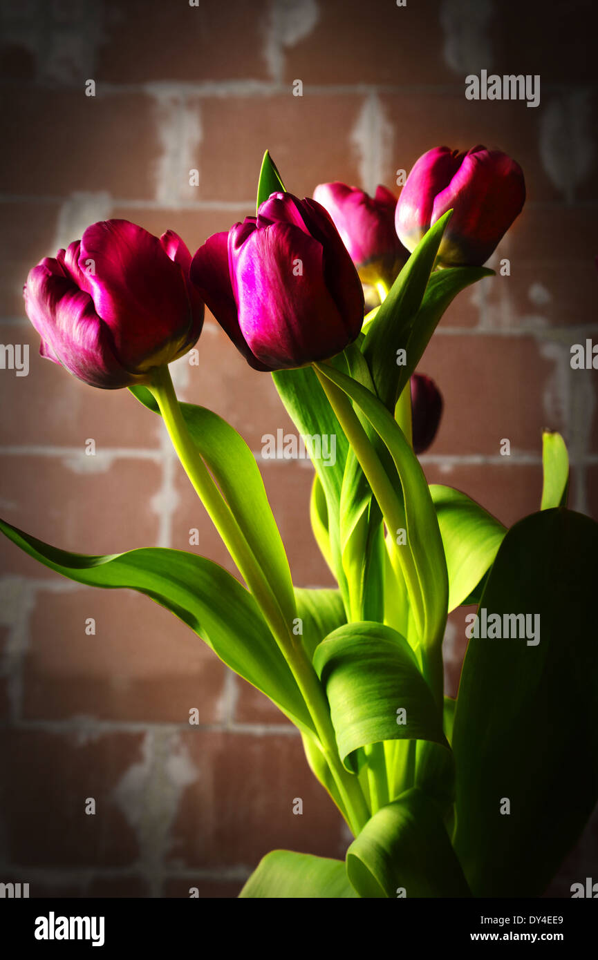 Pink tulips and bricks hi-res stock photography and images - Alamy