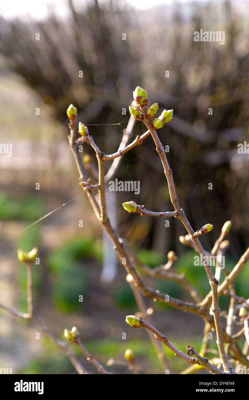 buds on a twigs Stock Photo