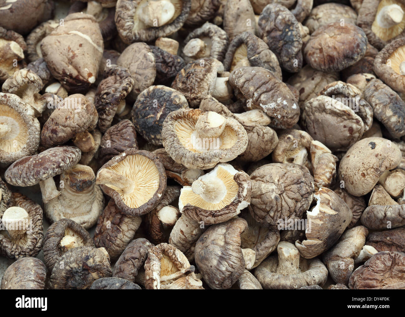 Shitake mushroom hi-res stock photography and images - Alamy