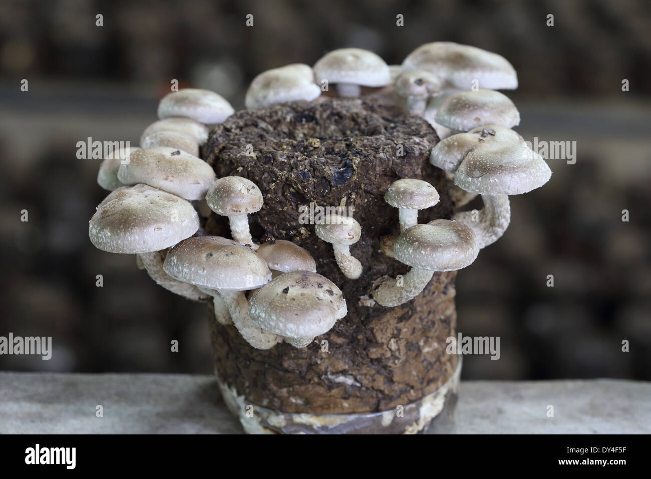Shiitake mushrooms in mushroom farm Stock Photo Alamy