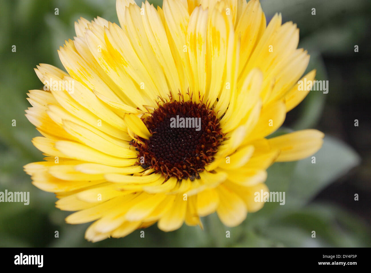 close up of pot marigold flower Calendula officinalis Stock Photo Alamy