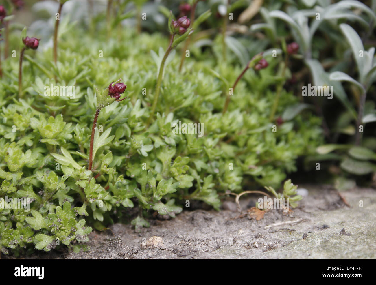 saxifrage plant growing in rockery Saxifraga oppositifolia Stock Photo