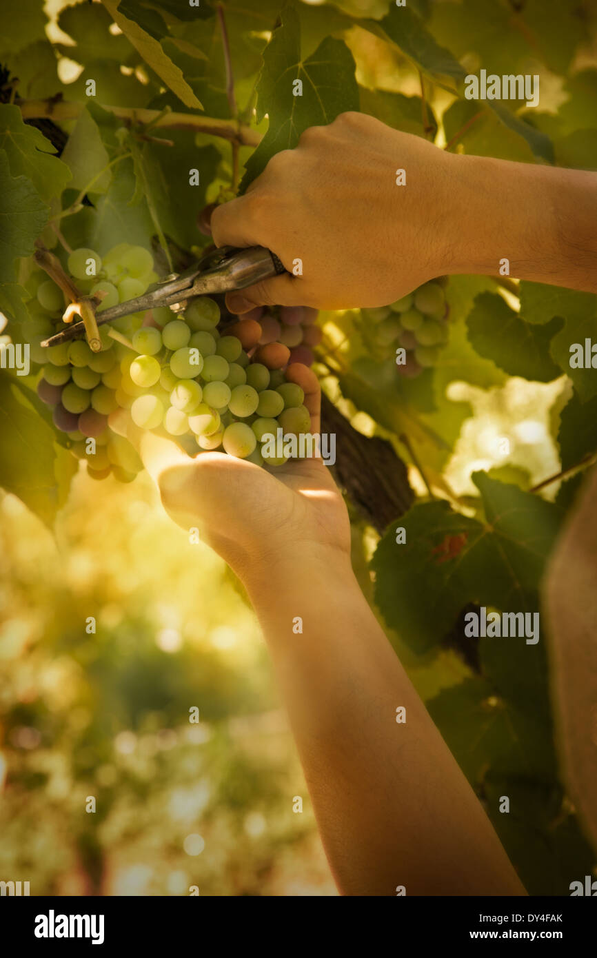 Grapes harvest. Farmer is harvesting ripe grapes in vineyard in autumn Stock Photo