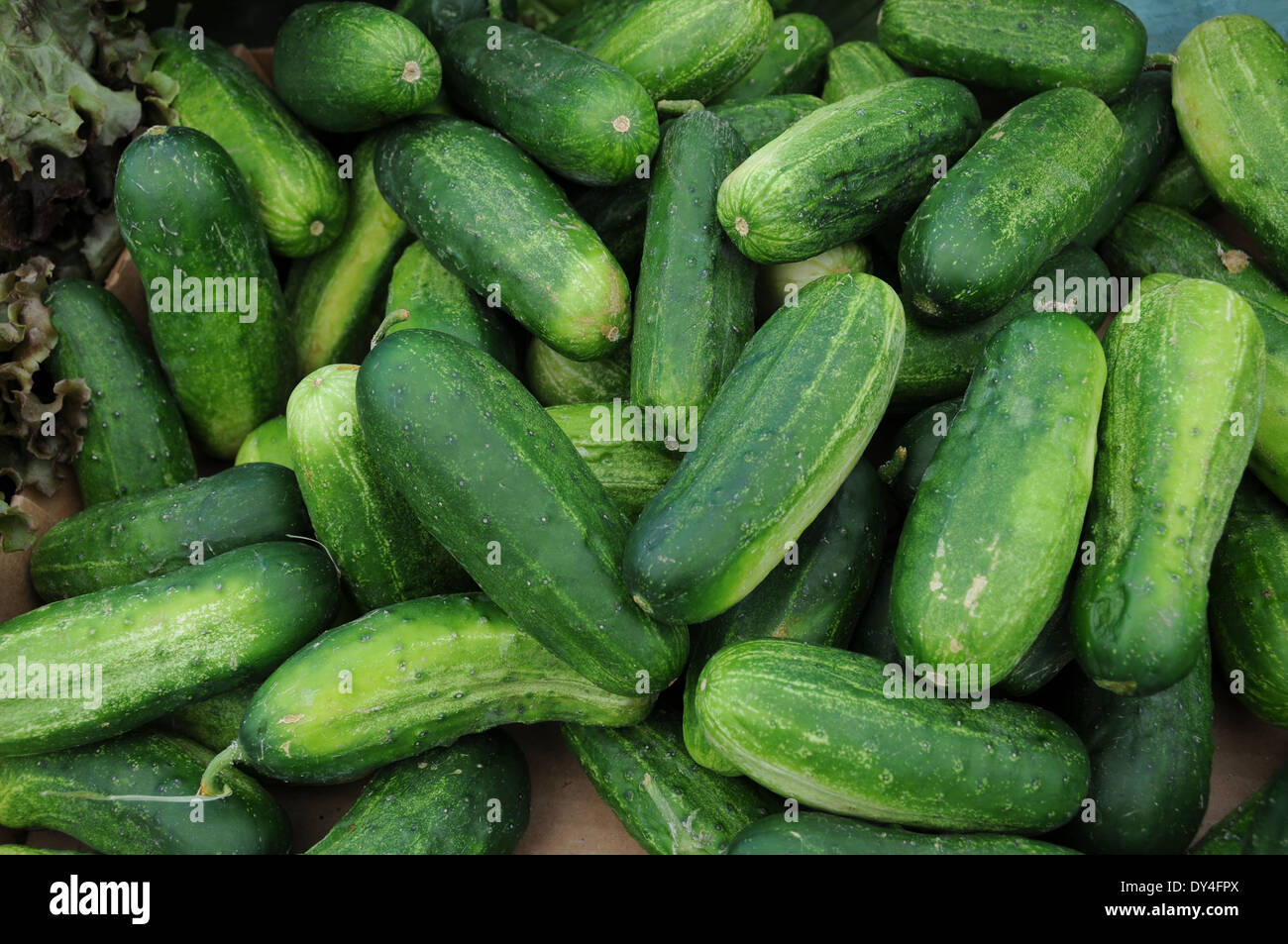 Cucumber Kirby on sale at farmers market Stock Photo Alamy