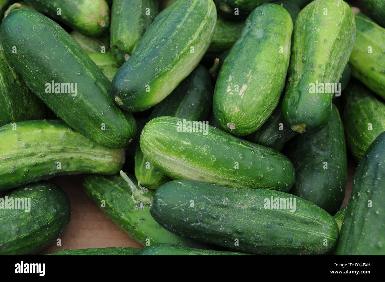 Kirby cucumber hires stock photography and images Alamy