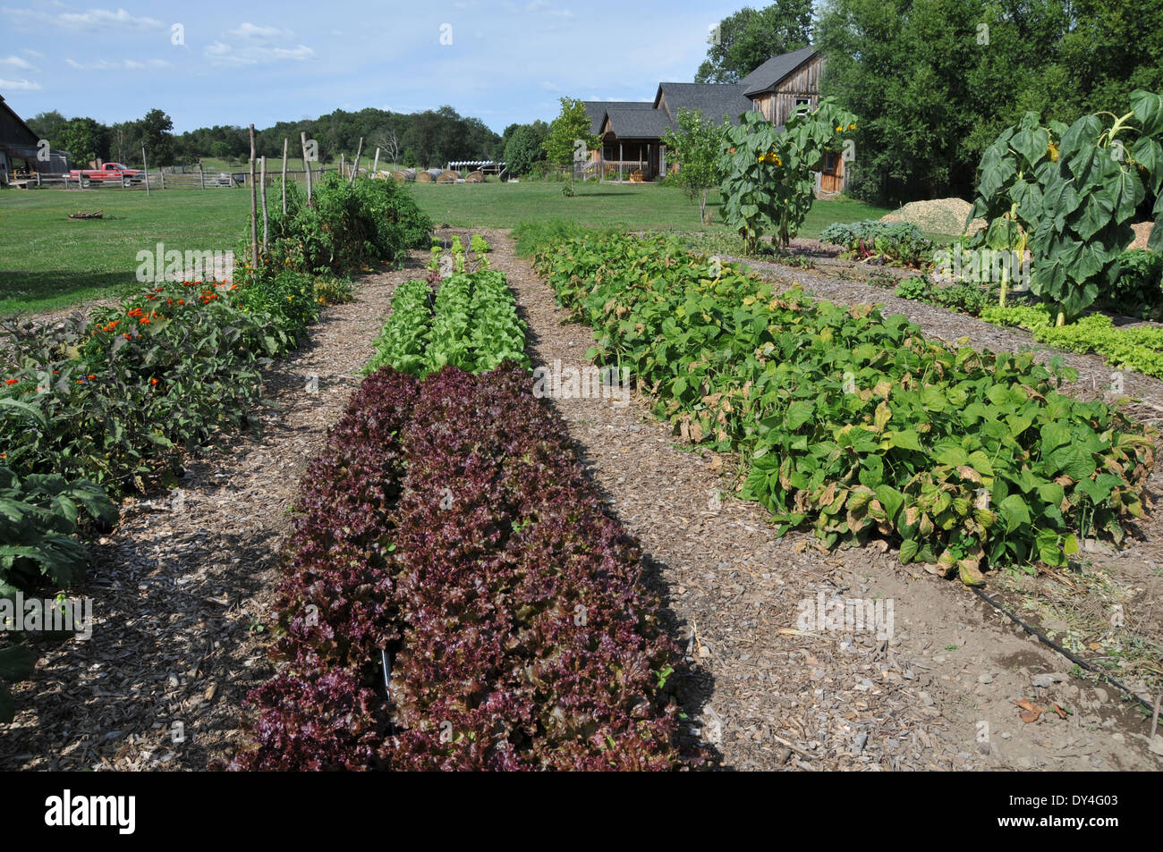 Lettuce varieties on sale at farmers market Stock Photo Alamy