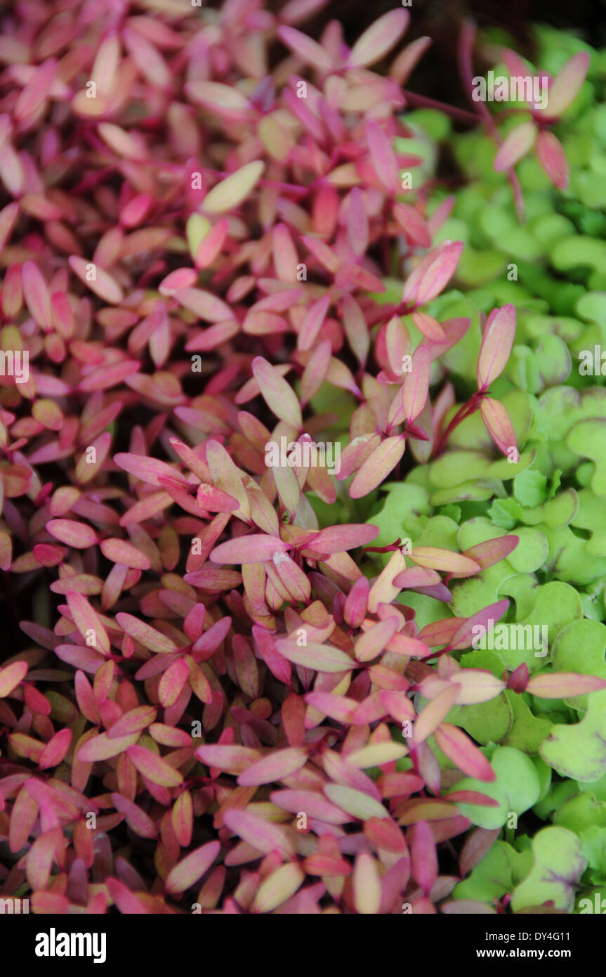 Microgreens on sale at farmers market Stock Photo Alamy