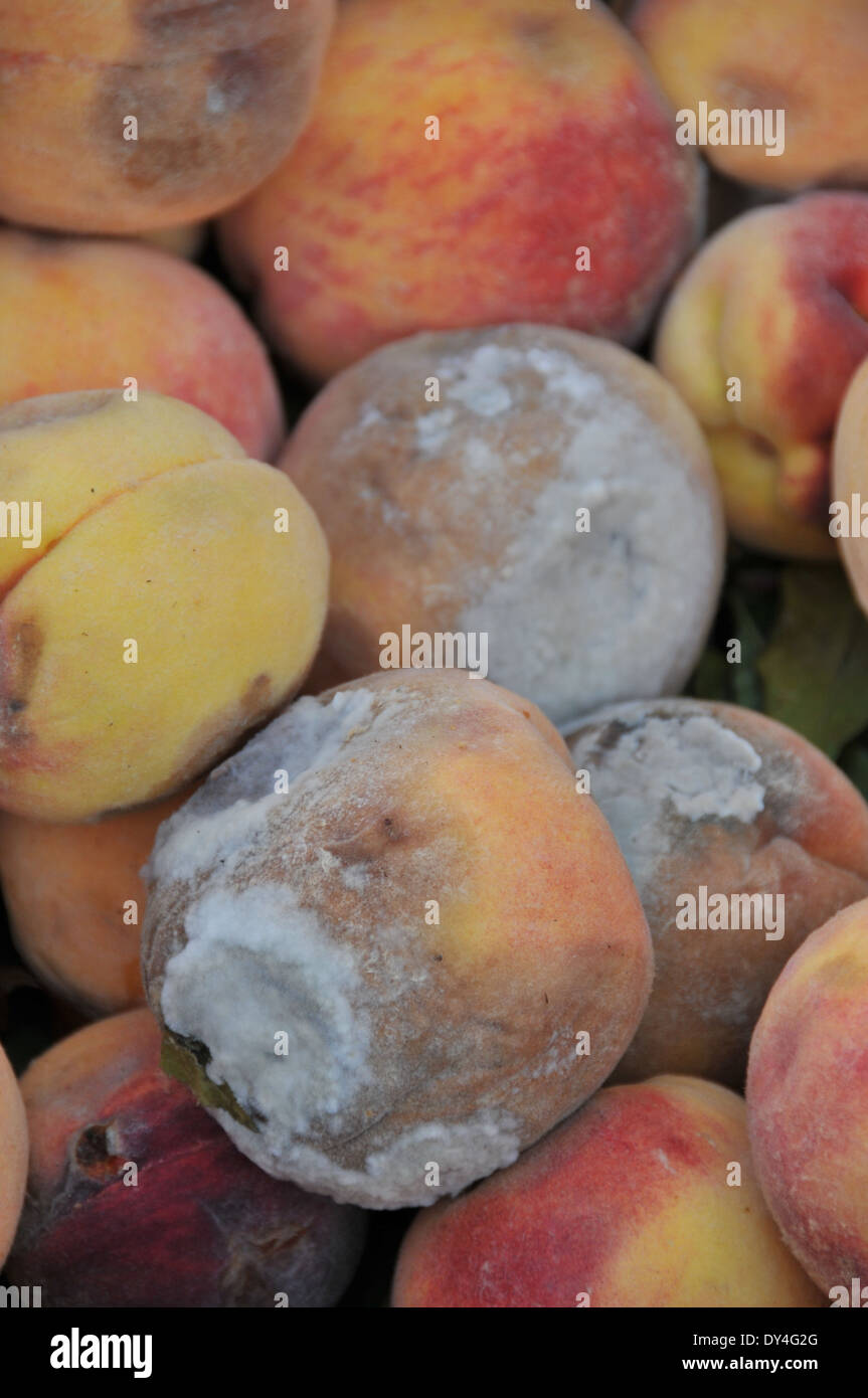 Rotten moldy peaches hires stock photography and images Alamy
