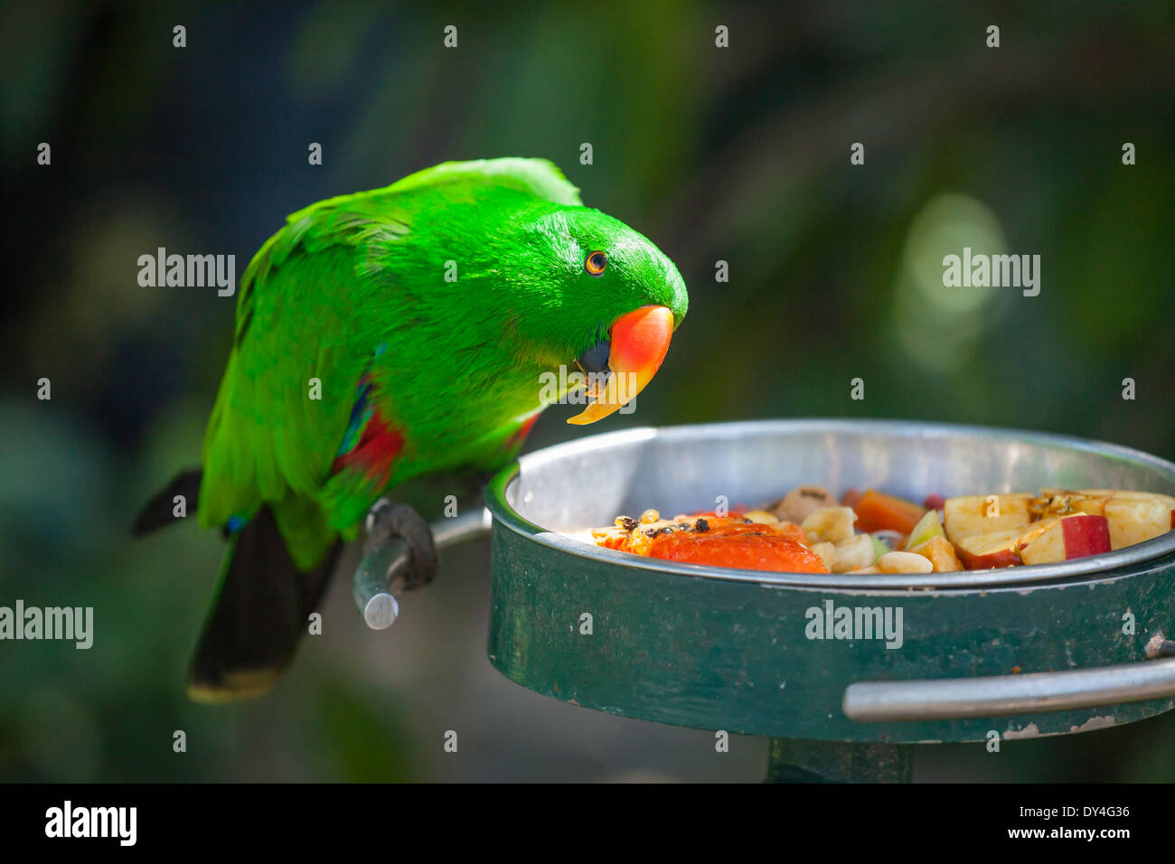 Male Indonesian Eclectus Parrot Feeding Stock Photo - Alamy