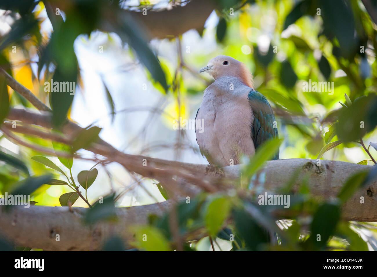 Sulawesi Green Imperial-pigeon of Indonesia in the Tree. Stock Photo