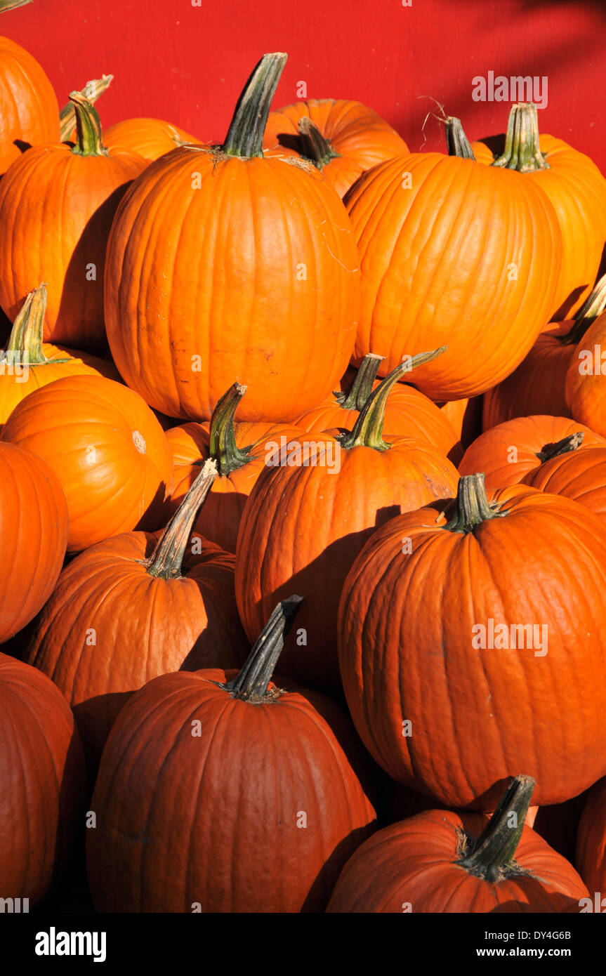 Pumpkins orange green white on farm Stock Photo - Alamy