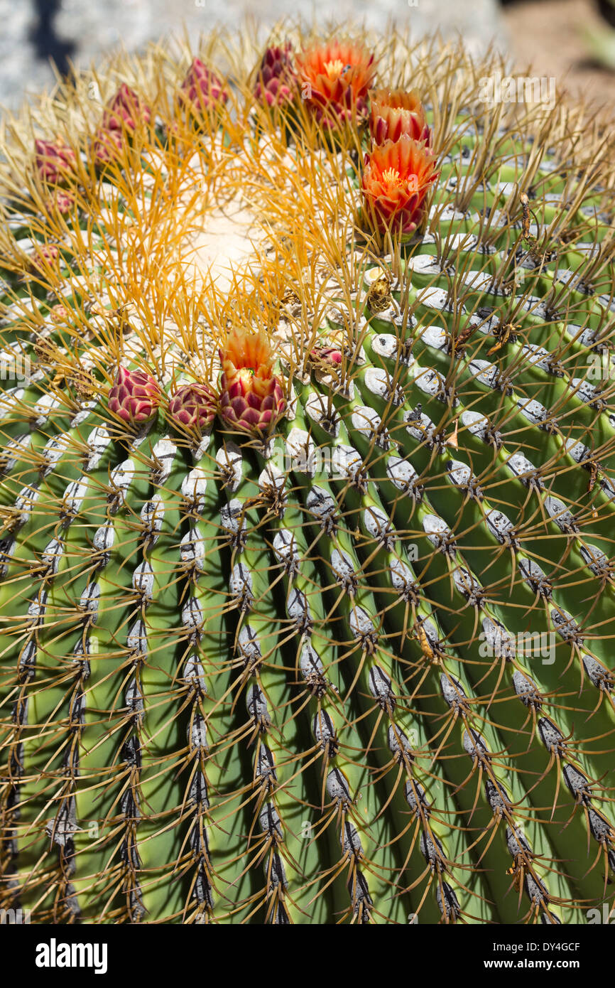 The Biznaga Cactus with Flower Blossom Outside Stock Photo - Alamy