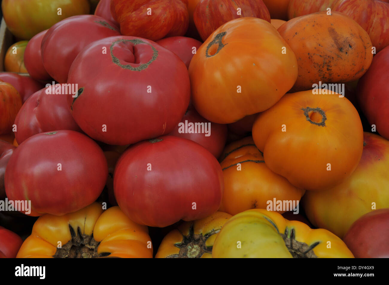 Tomato Heirloom on sale at farmers market Stock Photo - Alamy