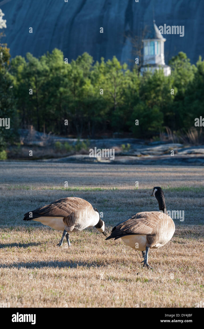 Canada Geese stroll on the front lawn of the Marriott Stone Mountain ...