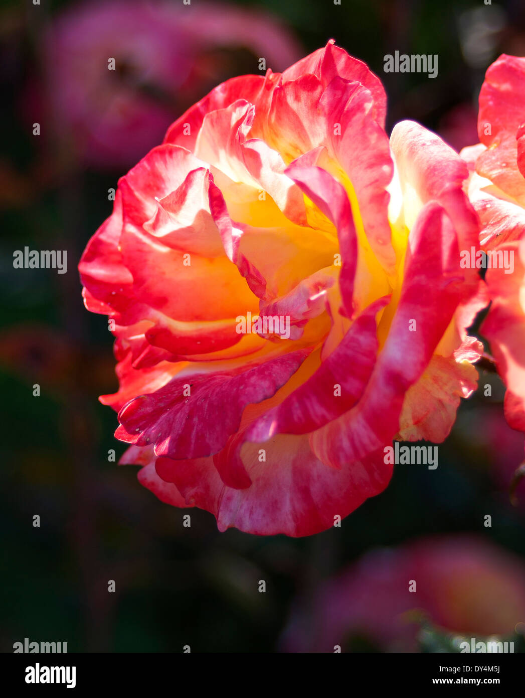 Pink and white rose with yellow centers, backlight, background blured
